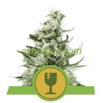 Royal Critical Auto feminized - zum Schließen ins Bild klicken