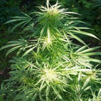 (Bild für) Royal Dane