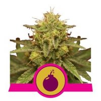 Royal Domina feminized