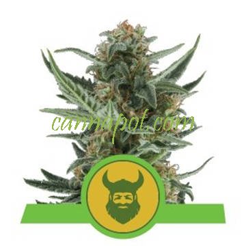 Royal Dwarf feminized - zum Schließen ins Bild klicken