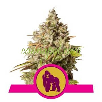 Royal Gorilla feminized - zum Schließen ins Bild klicken