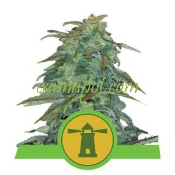 Royal Haze Auto feminized - zum Schließen ins Bild klicken