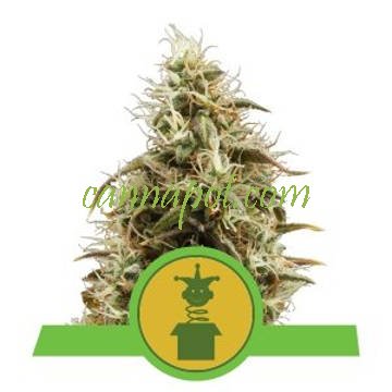 Royal Jack Auto feminized - zum Schließen ins Bild klicken