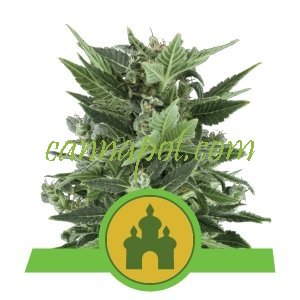 Royal Kush Auto feminized - zum Schließen ins Bild klicken