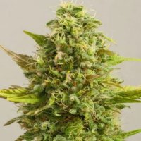 Royal Kush 5 fem