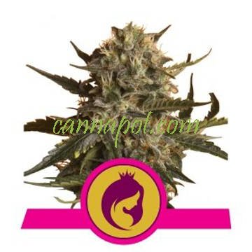 Mother Gorilla aka Royal Madre feminized - zum Schließen ins Bild klicken