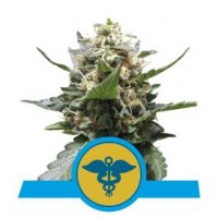 Royal Medic feminized