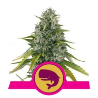 Royal Moby feminized