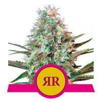 Royal Runtz feminized