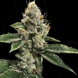 Ein allgemeines Bild