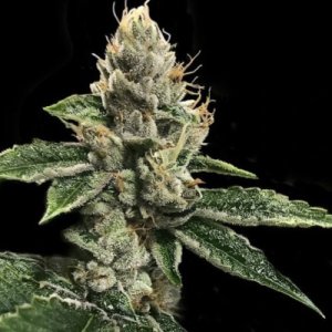 (Bild für) RP43 S1 aka Richard Petty