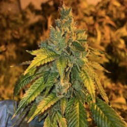 Ein allgemeines Bild