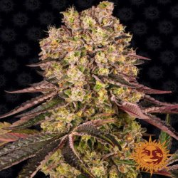 Ein allgemeines Bild