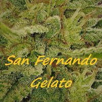 San Fernando Gelato female