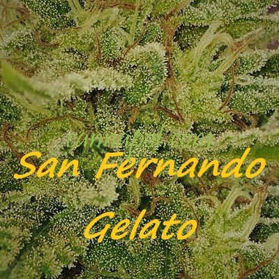 San Fernando Gelato female - zum Schließen ins Bild klicken