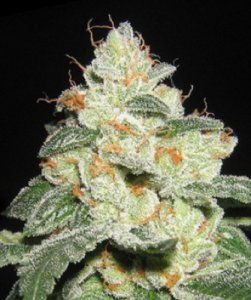 (Bild für) SFV aka San Fernando Valley OG