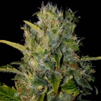 Santa Muerte feminized