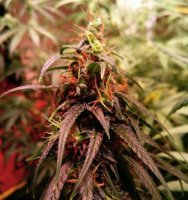 Santhica 27 - Cannabis sativa