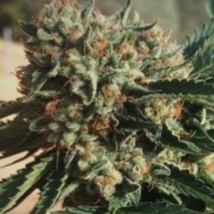 (Bild für) Sapphire OG