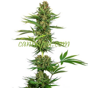 Satin Black Domina CBD - Click Image to Close