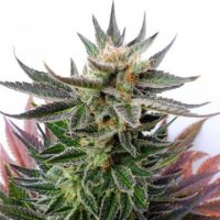 Sativa Dream female