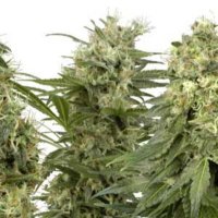 (imagen para) Sativa Mix fem