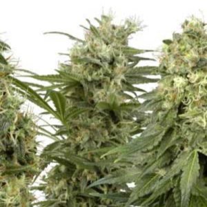 (Bild für) Sativa Mix fem