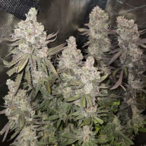 (image for) Savage Hulk F3