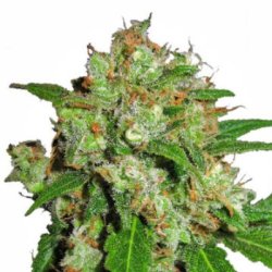 Ein allgemeines Bild