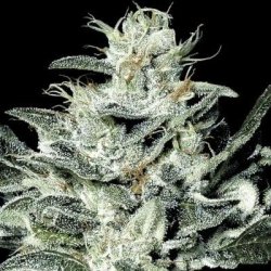 Ein allgemeines Bild