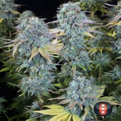 Ein allgemeines Bild