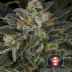 Serious Kush female