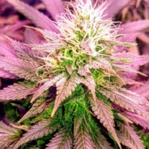 (image for) Sex Wax 6 fem