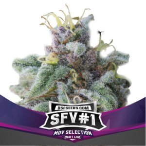 SFV #1
