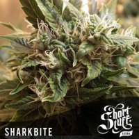 Sharkbite Auto