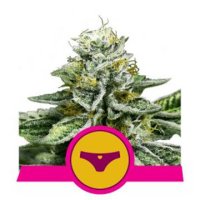 Sherbet Queen feminized