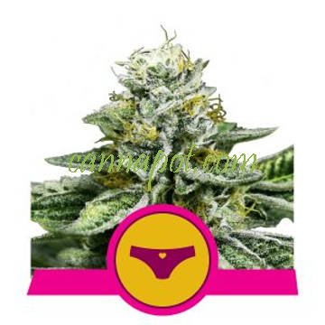 Sherbet Queen feminized - zum Schließen ins Bild klicken