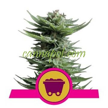 Shining Silver Haze fem / reg - zum Schließen ins Bild klicken