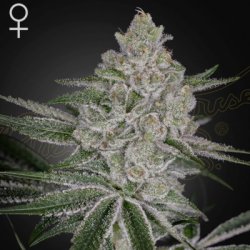 Ein allgemeines Bild