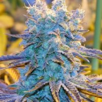 Shiskaberry