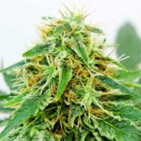 (Bild für) Shiva Afghani