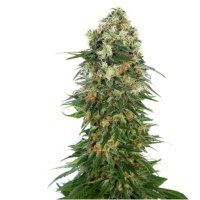 (imagen para) Shiva Skunk Automatic