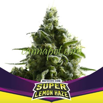 SLH - Super Lemon Haze - zum Schließen ins Bild klicken