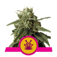 Shogun feminized