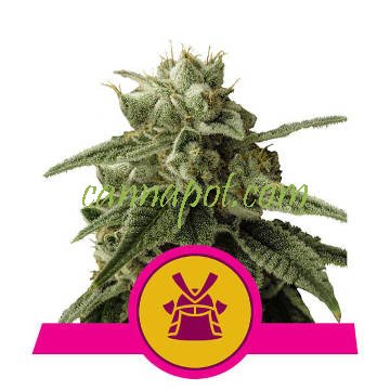 Shogun feminized - zum Schließen ins Bild klicken