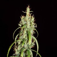 Chebarkul Siberian Ruderalis CBD Auto