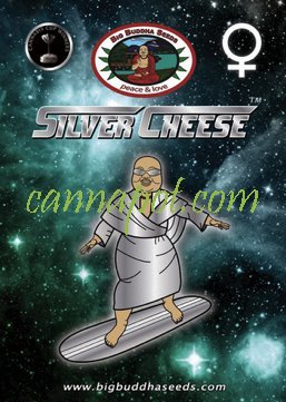 Silver Cheese fem - zum Schließen ins Bild klicken