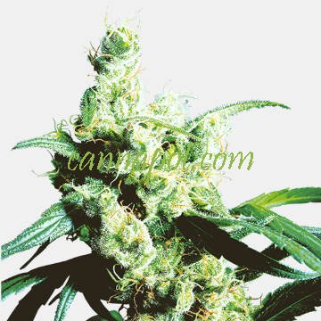 Silver Haze - Click Image to Close