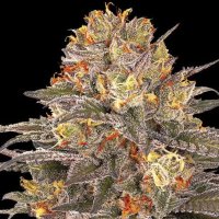 (Bild für) Six Senses 5 fem