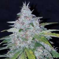 Six Shooter Auto fem